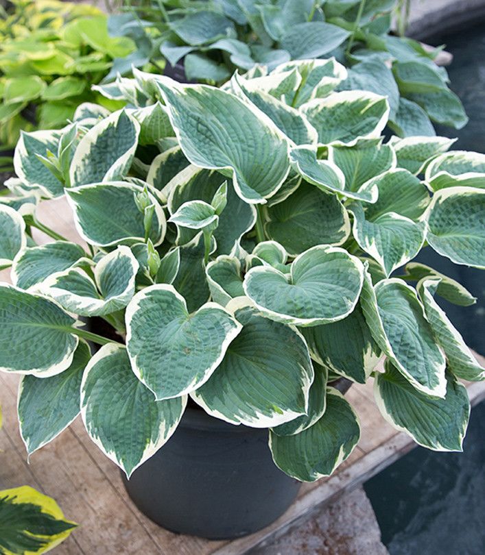 Hosta Barbara Ann (8003)